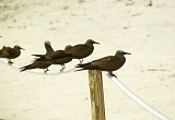 656_Noddies op het strand van Michaelmas Kay (2)